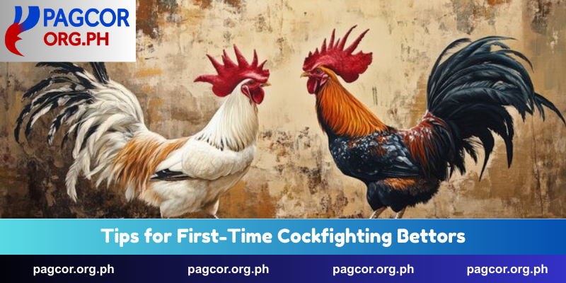 Tips for First-Time Cockfighting Bettors