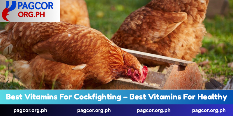 Best Vitamins For Cockfighting – Best Vitamins For Healthy