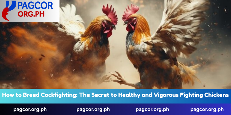 How to Breed Cockfighting: The Secret To Healthy And Vigorous
