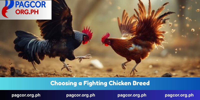 Choosing a Fighting Chicken Breed