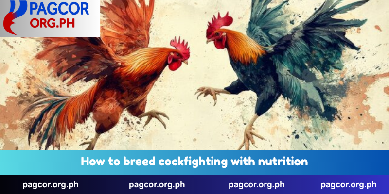 How to breed cockfighting with nutrition